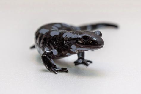 Lurchi in einer Zufallsfarbe